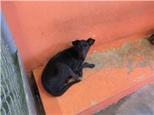 Photo of No. RAAAG1051122003, Adult · Female · Medium · Mixed breed