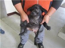 Photo of No. CAAAG1071207009, Young · Male · Small · Mixed breed