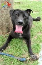 Black female mixed-breed dog, Medium, shelter no. …0023