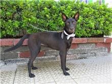 Photo of No. HAAAG1051027041, Young · Female · Medium · Mixed breed