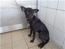 Photo of No. HAAAG1061022636, Female · Medium · Mixed breed