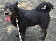 Photo of No. 106073103, Adult · Male · Medium · Mixed breed