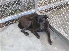Photo of No. NAAAG1080724005, Adult · Female · Medium · Mixed breed