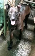 Photo of No. QAAAG1110927001, Adult · Male · Large · Mixed breed