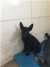 Photo of No. 1090527D03, Young · Male · Small · Mixed breed