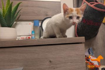 White European Shorthair, shelter no. …2446