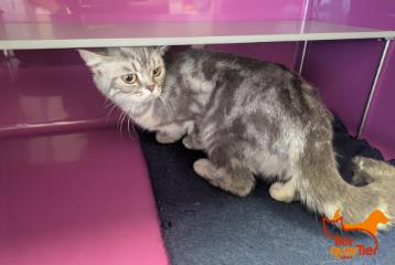 Gray tabby young female British Shorthair, shelter no. …2616