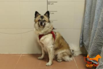 White-and-brown adult female German Spitz, shelter no. …3273