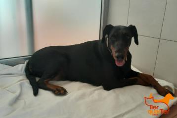 Black-and-brown adult female Dobermann, shelter no. …3300