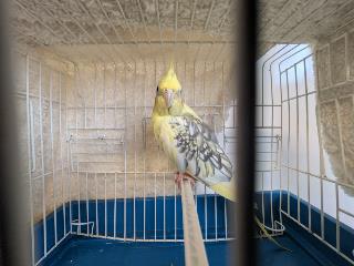 Tan Cockatiel, shelter no. …3636