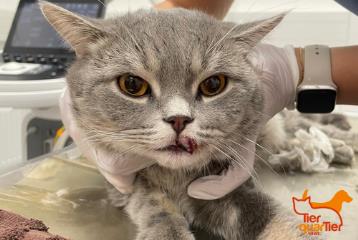 Gray male mixed-breed cat, shelter no. …3718