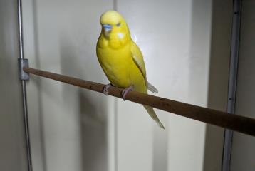 Tan adult Budgerigar, shelter no. …3782