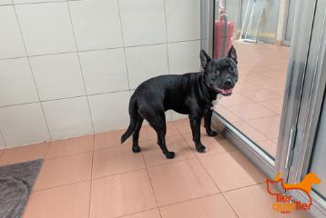 Young male Staffordshire Bull Terrier, shelter no. …3788