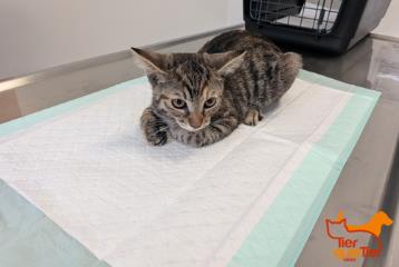 Brown tabby young female European Shorthair, shelter no. …3789