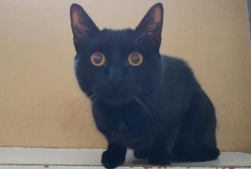 Black male mixed-breed cat, shelter no. …3811