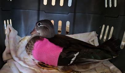 Female Duck, shelter no. …3810