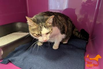 Brown tabby adult male European Shorthair, shelter no. …3818