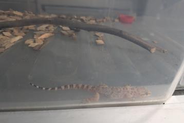 Gecko, shelter no. …3815