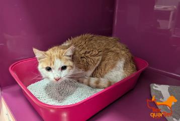 White adult female European Shorthair, shelter no. …3821