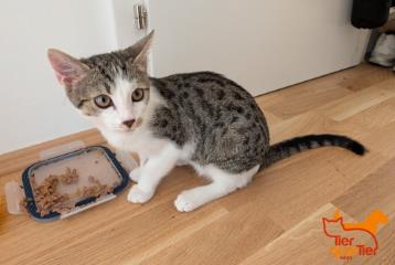 Brown tabby female European Shorthair, shelter no. …3820