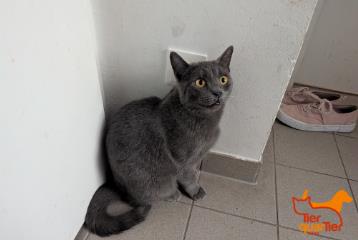 Gray female British Shorthair, shelter no. …3813
