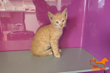 Tabby young male European Shorthair, shelter no. …3830
