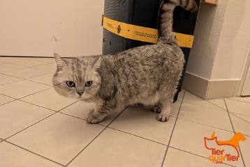 Gray tabby mixed-breed cat, shelter no. …3834