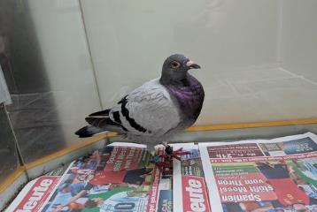 Pigeon, shelter no. …3840