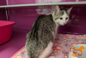 Gray tabby young female European Shorthair, shelter no. …3841