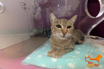 Brown tabby young female European Shorthair, shelter no. …3844