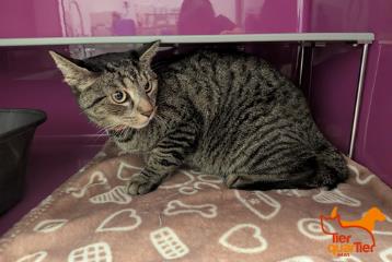 Brown tabby adult male European Shorthair, shelter no. …3853