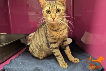 Brown tabby young female European Shorthair, shelter no. …3857