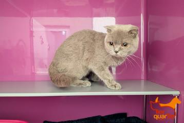 Gray adult female Scottish Fold, shelter no. …3872
