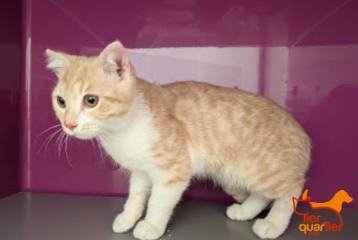 White young male European Shorthair, shelter no. …3891