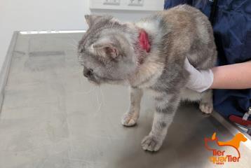 Adult female Scottish Fold, shelter no. …3898