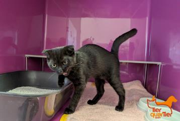 Black young male Scottish Fold, shelter no. …3910