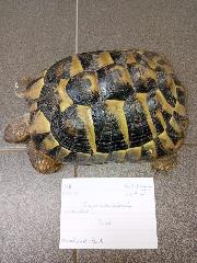 Tortoise, shelter no. …3915