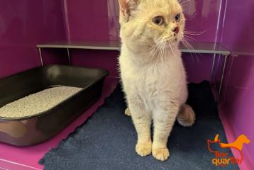 Gray adult male British Shorthair, shelter no. …3940