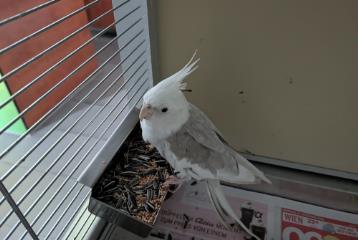 White-and-gray Cockatiel, shelter no. …3942