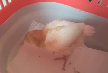 Tan Chicken, shelter no. …3947