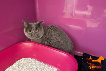Gray adult female British Shorthair, shelter no. …3943