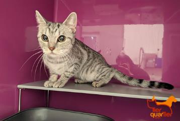 Gray tabby young female European Shorthair, shelter no. …3949