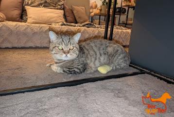 Brown tabby male British Shorthair, shelter no. …3954