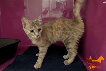 Brown-and-gray young female European Shorthair, shelter no. …3955