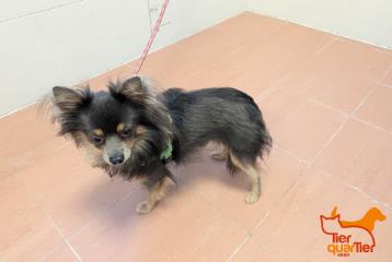 Black-and-brown male Chihuahua, shelter no. …3958