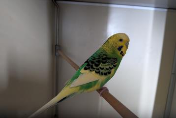 Tan Budgerigar, shelter no. …3962