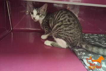 Brown tabby young female European Shorthair, shelter no. …3973