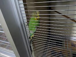 Budgerigar, shelter no. …3975