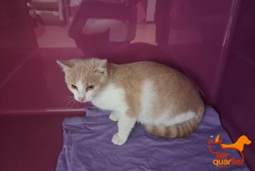 Young male European Shorthair, shelter no. …3982
