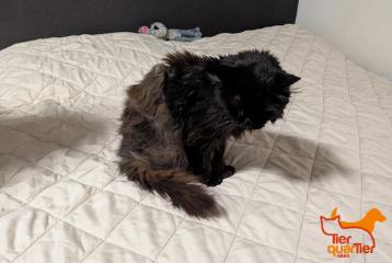 Female mixed-breed cat, shelter no. …3997